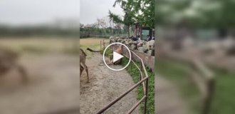 Curiosity got the better of it: a giraffe got stuck trying to look over a fence