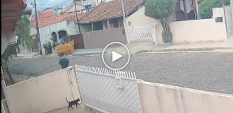 A guy saved a cat from being caught in an automatic gate just in time