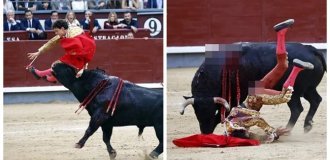 The worst matador in the world was impaled on horns again (6 photos + 1 video)