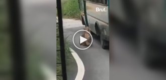 A leopard jumped on a bus at a safari park and scratched a woman's hand through the window