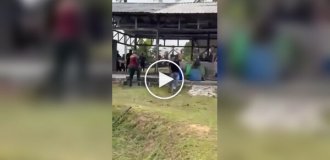 A buffalo, which was supposed to be sacrificed, gored a man to death