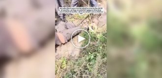 Питон напал на рабочего в Индии