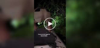Чоловік спіймав каймана заради відео і отримав укус у відповідь