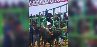 A guy got stuck in his gear and ended up under a bull's hooves.