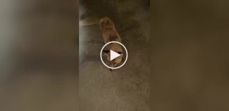 Бешеная лиса напала на девушку в Казахстане