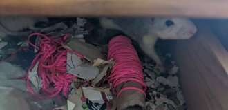 “They were hiding inside boxes”: a woman’s house turned out to be a colony of rats (6 photos)