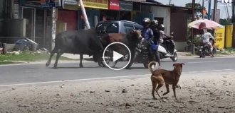 Мотоцикліст і пасажир постраждали через бійку бугаїв в Індії