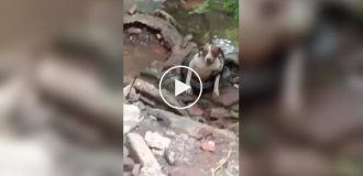 Anaconda nearly strangled a dog.