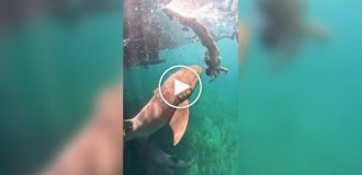 В Бразилии акула укусила туристку за ногу во время погружения