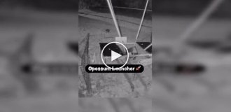 Опоссума запустили в небо, используя крупную самодельную рогатку