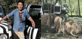 Lions mauled a park ranger in front of visitors (7 photos)
