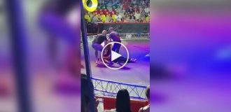 A man fell from a height during a circus performance