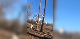 In the US, a man was seriously injured while trying to cut down Tree