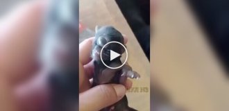 У Бразилії народилося кошеня-циклоп