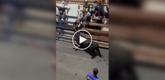 A mad bull threw into the air and tried to trample a Spaniard who teased him