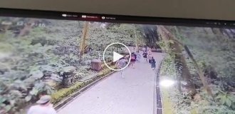 A tree fell on a group of tourists in Bali