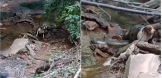 Анаконда мало не задушила собаку (2 фото + 1 відео)