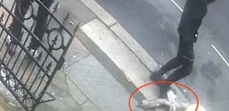 Британец затоптал чайку и попал в тюрьму (2 фото + 1 видео)