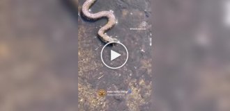 Snake and frog: a real battle for survival