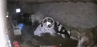 A cow strangled a cow...