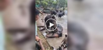 In India, tourists swam with "tame" elephants in a park.