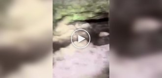 Arachnophobe's hell