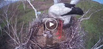 Stork throws chick out of nest