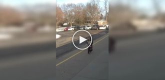 Ротвейлер напал на женщину возле начальной школы в США