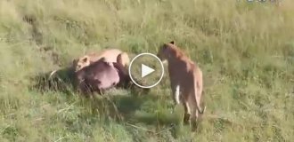 Buffalo left lionesses without prey and stole her cub from them