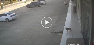 A guy regretted his decision to hurt a dog