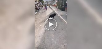 Bull gave a nasty surprise to a dog