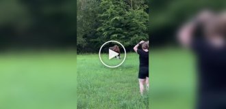A bison attacked a Pole