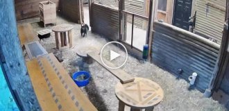 A farmer defended her goat