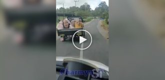 Пикап с женщинами перевернулся на повороте