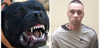 “Get him away from me!”: a resident of St. Petersburg set a pit bull on passers-by because of a comment about the muzzle (2 photos + 1 video)