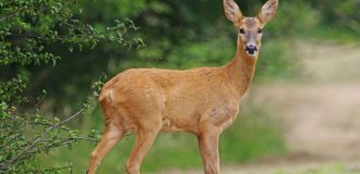 Two people died from a virus that turns deer into “zombies” (4 photos)