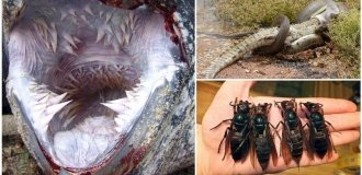 Proof that there is nothing scarier than nature (23 photos)