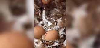 How chickens lay eggs