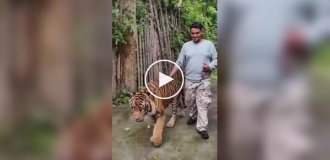 A tiger attacked a tourist in Thailand