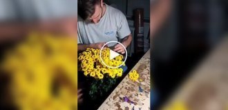 Несподіване мистецтво