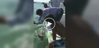 A Florida resident decided to play with a small shark and lost his little finger