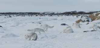 A harsh scene from the animal world: cannibalism among Arctic foxes amid a lack of food (8 photos + 2 videos)