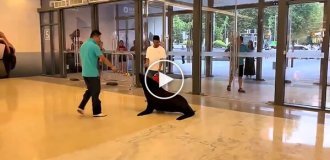 A sea lion caused a commotion in a shopping center