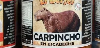 Capybaras are a delicacy in Latin America (3 photos)