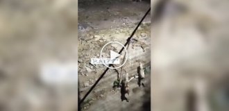 Собаки отвлекли внимание леопарда от другого пса, чем спасли жизнь соплеменнику