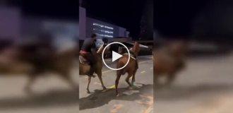 Лошадь сбежала после падения всадника и попала в ДТП