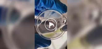 Непросто приправа: чилі проти паразитів