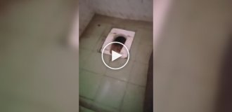 In India, college students found dozens of snakes in a toilet