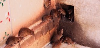 In Russia, a pensioner bred hundreds of rats at home thinking they were mongooses (2 photos + 2 videos)