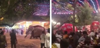 Enraged elephants injured 13 people in Sri Lanka (5 photos + 1 video)